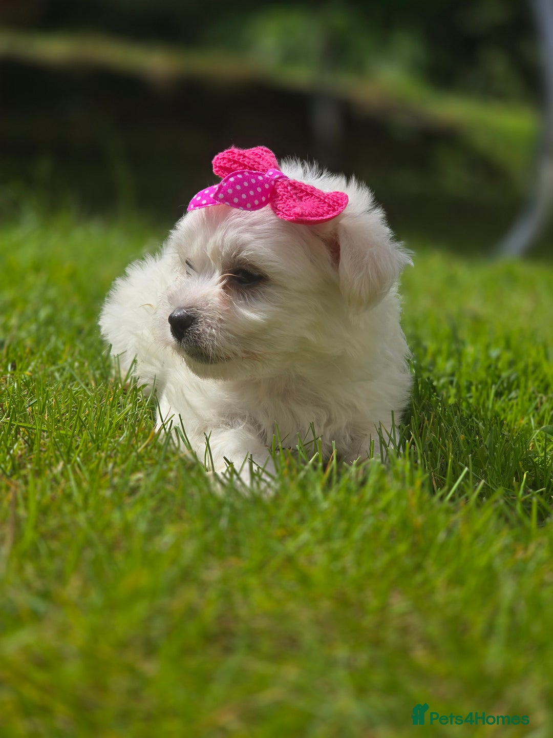 Maltese dogs for sale: ✨️Tiny Maltese. Only 2 boys and 1 girl left✨️ - Image 10