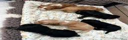 Cocker Spaniel dogs for sale: Show Type Cocker Spaniels  in Northallerton - Advert 9