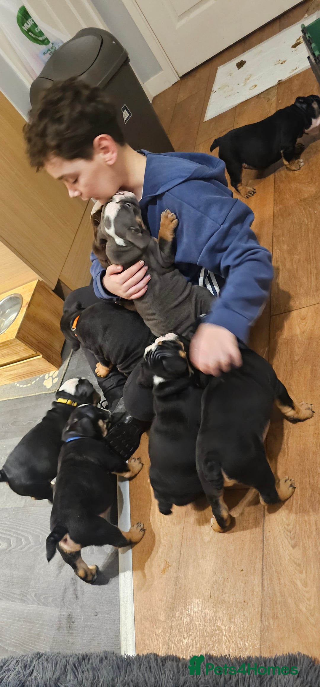 Olde English Bulldogge dogs for sale: Olde english bulldogge puppies  - Advert 12