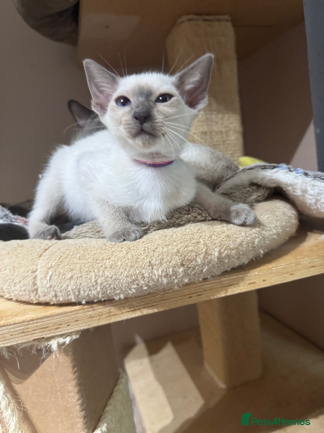 Siamese cats for sale: 6 cute Siamese kittens available  - Image 22