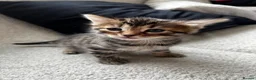 Bengal cats for sale: Beautiful Half Bengal Kittens - Ready Soon - Advert 7