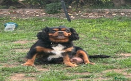 Cavapoo dogs for sale: 6 gorgeous extensively health tested cavapoo’s - Image 17
