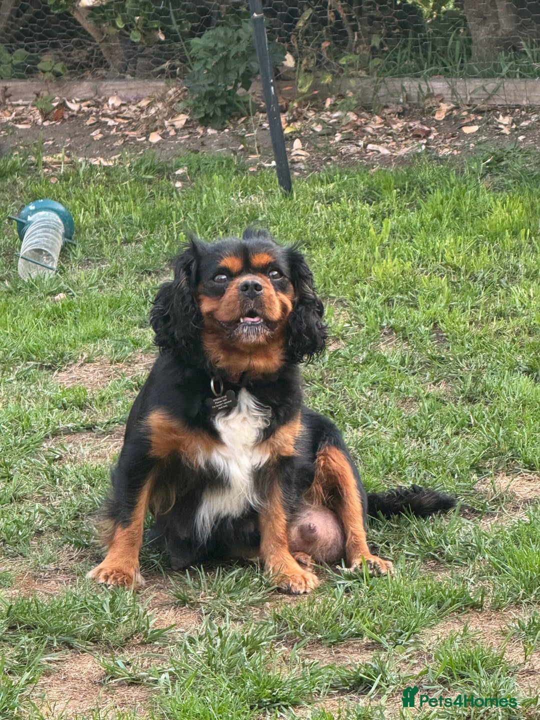 Cavapoo dogs for sale: 6 gorgeous extensively health tested cavapoo’s - Image 17