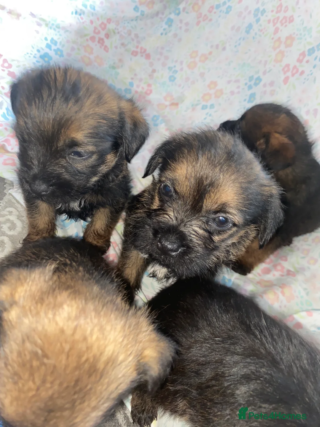 Border Terrier dogs for sale: 4 beautiful border terrier boys left  - Advert 30