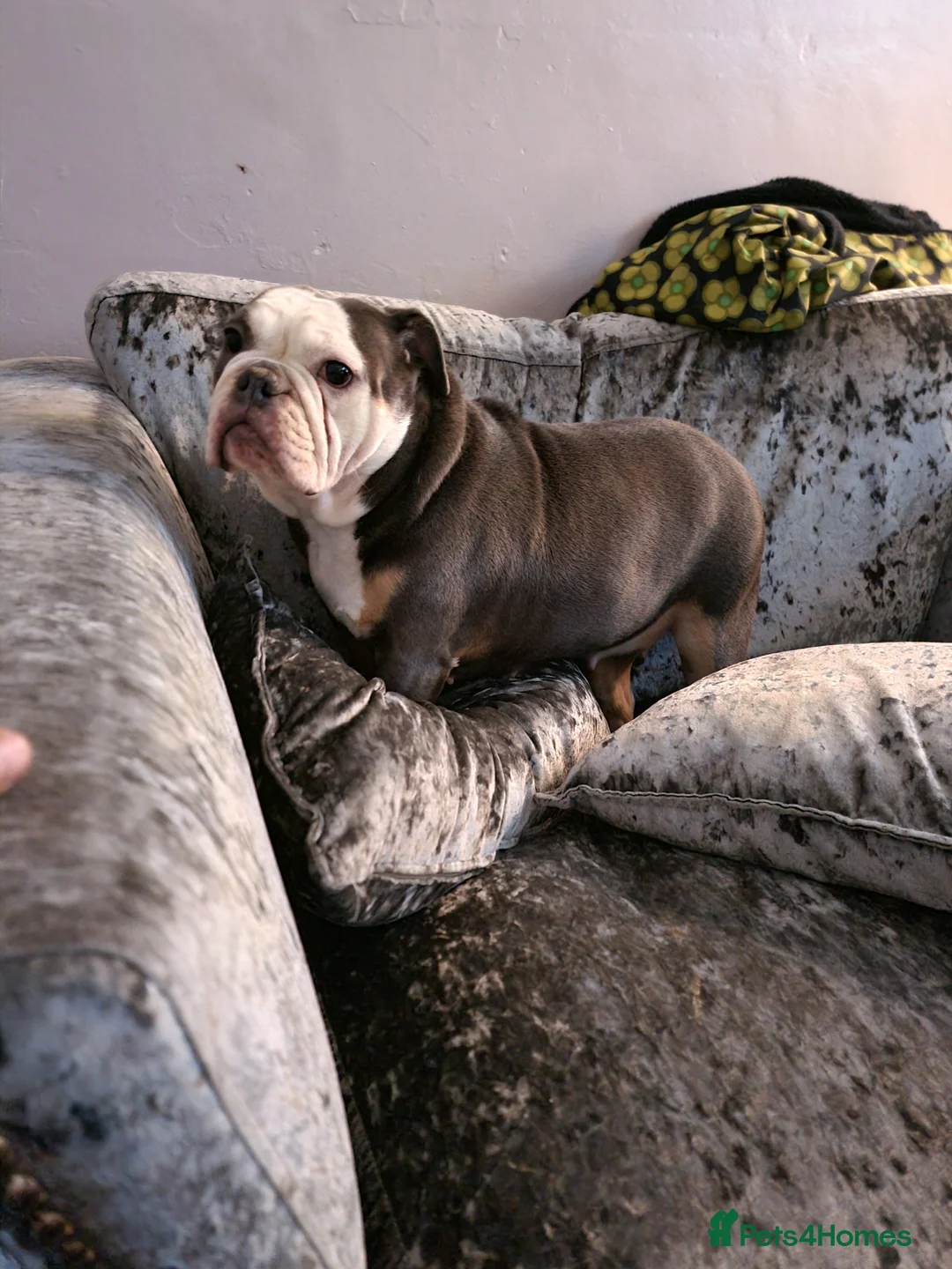 English Bulldog dogs for sale: 3 year old British bulldog  - Advert 4