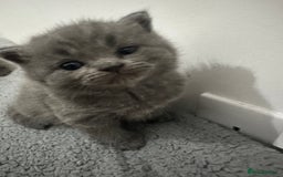 British Shorthair cats for sale: kittens for sale - Image 4