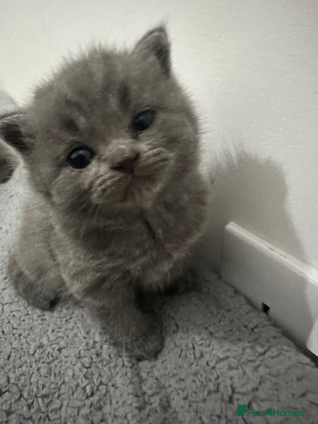 British Shorthair cats for sale: kittens for sale - Image 4