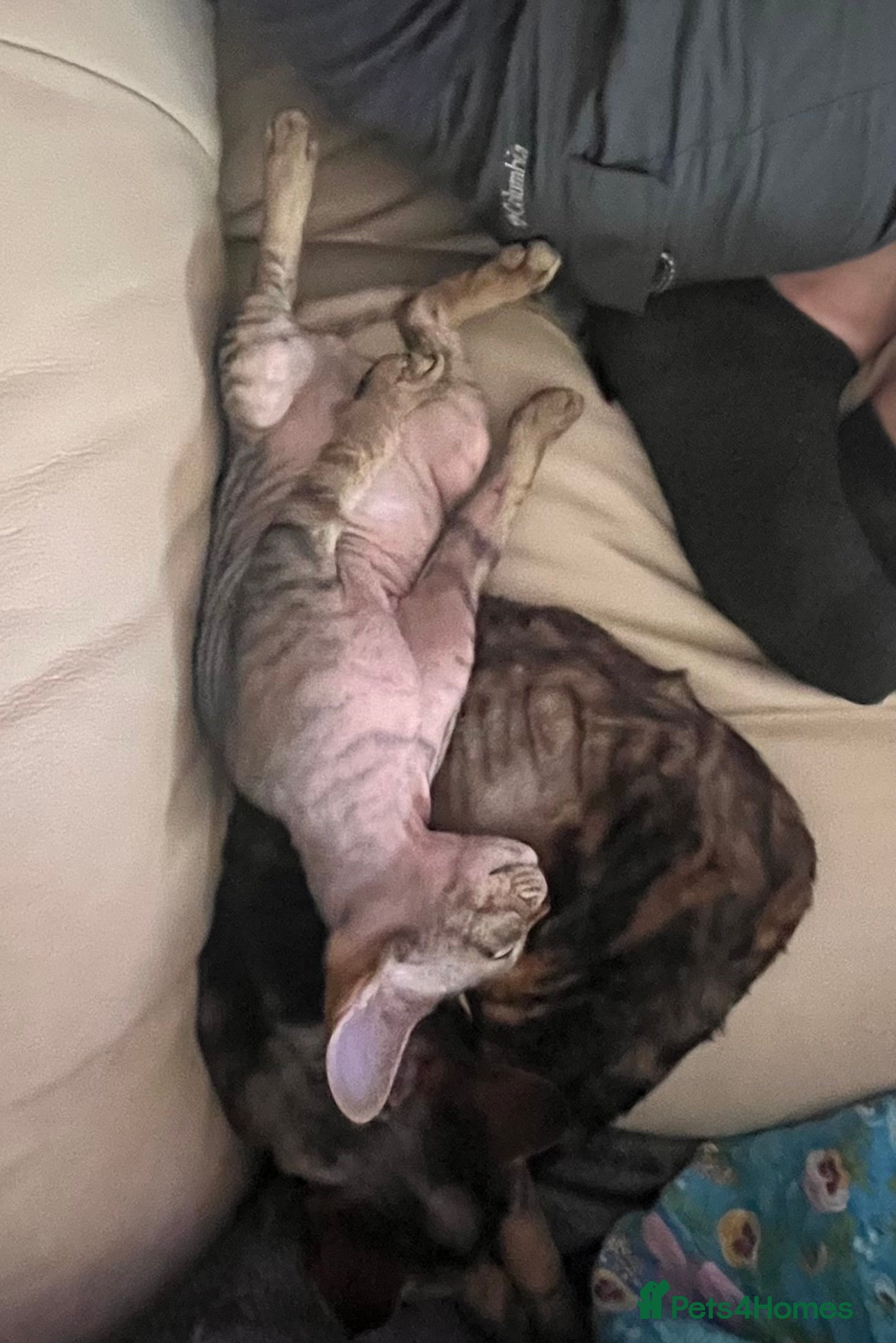 Devon Rex cats for sale: Lovely Devon Rex Kitten is looking for parents  - Advert 8