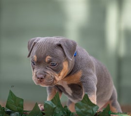 American Bully Puppy 4