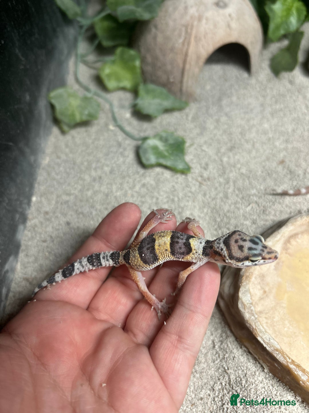 Leopard Gecko reptiles for sale: MIXED LEOPARD GECKOS  - Image 6
