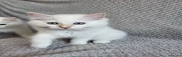Ragdoll cats for sale: Registration Ragdoll kittens  - Advert 14
