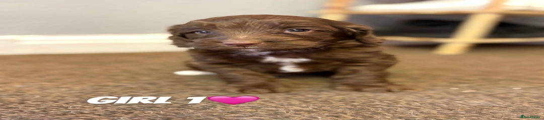 Cockapoo Puppy 5