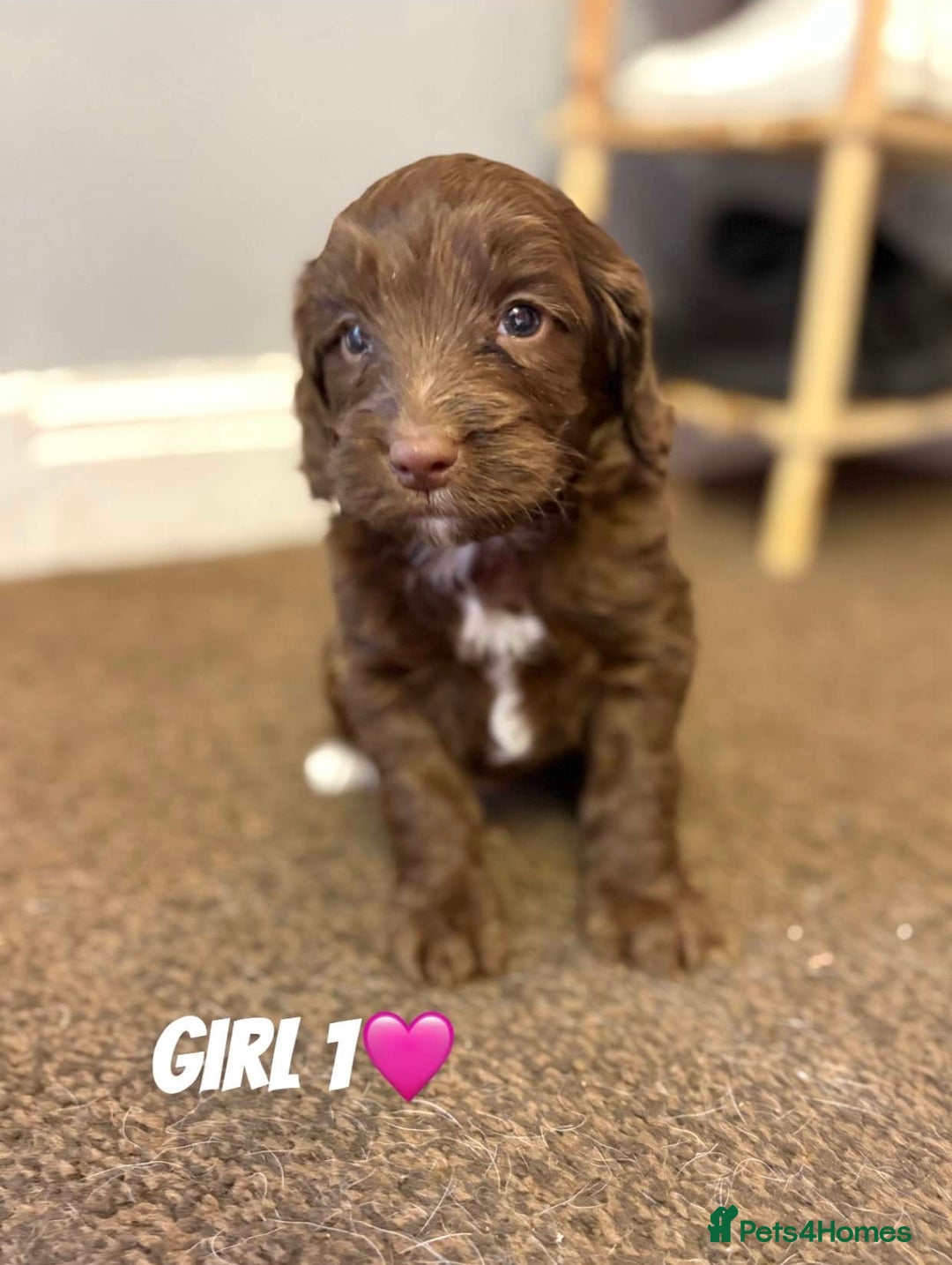 Cockapoo dogs for sale: Stunning F1 Cocapoos - Image 14