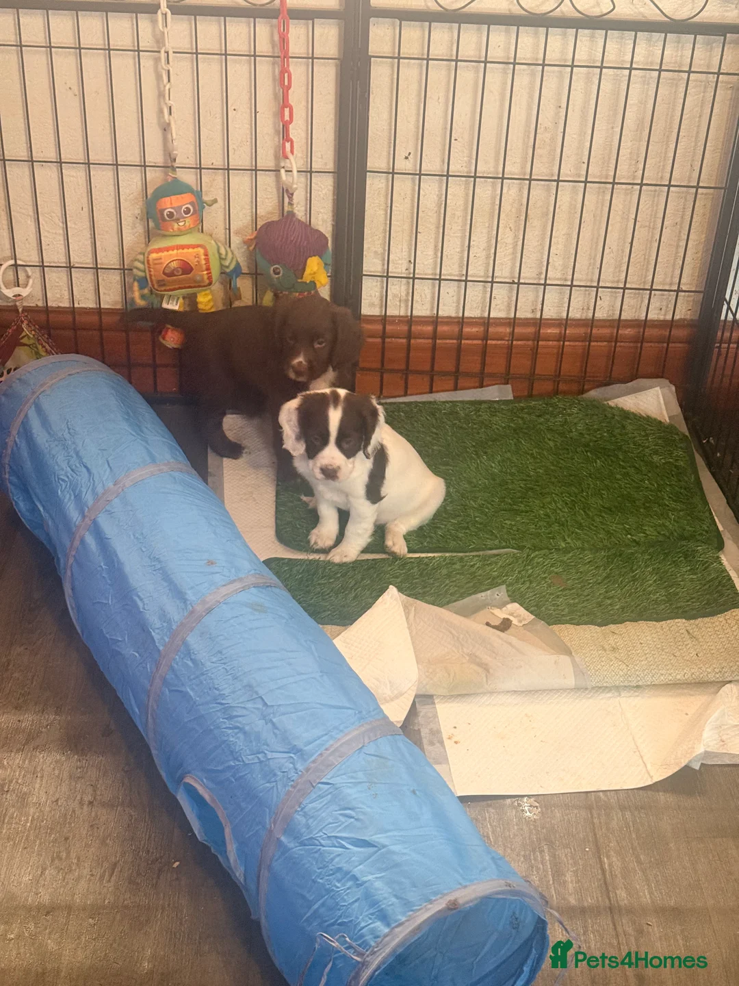 Sprocker dogs for sale: Stunning Sprocker girls  - Advert 5