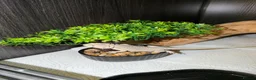 Bearded Dragon reptiles for sale: Hypo snow zero bearded dragon and viv - Advert 1