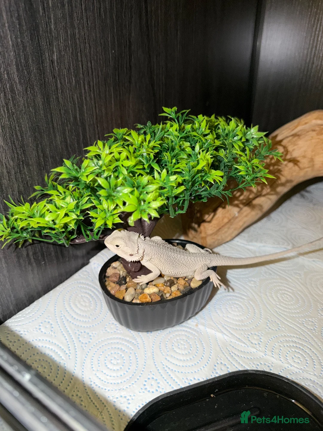Bearded Dragon reptiles for sale: Hypo snow zero bearded dragon and viv - Advert 1