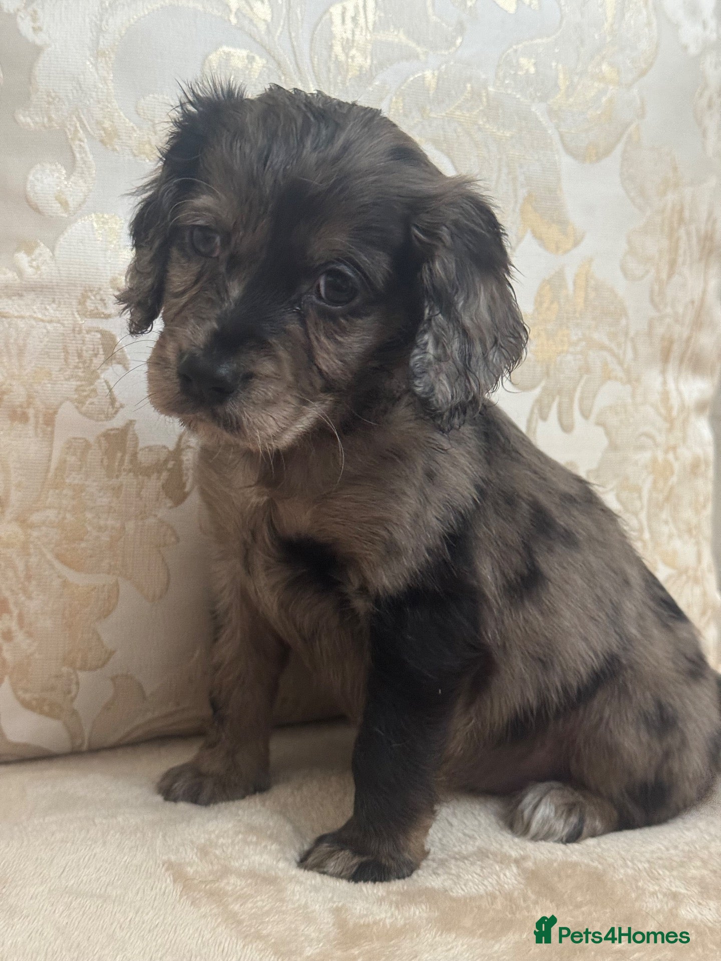 Cocker Spaniel dogs Working cocker spaniel puppies - Advert 2