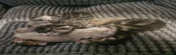 Bengal cats for sale: TICA Genetic Health Tested Snow Silver Kittens - Advert 3