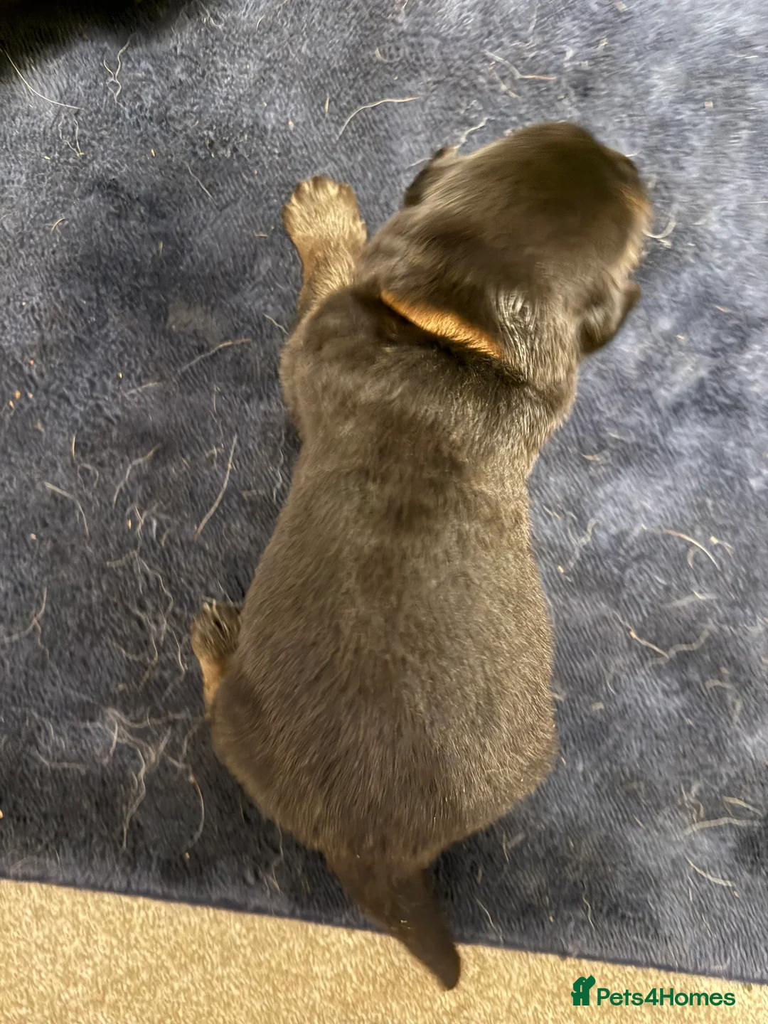 Mixed Breed dogs for sale: Shepweiler Puppies (GSD x Rottie) - Advert 11