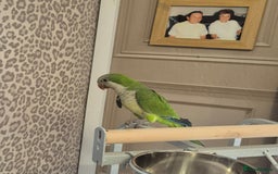 Parrots birds for sale: Qacker parrot  - Image 3