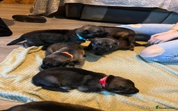 German Shepherd dogs for sale: 4 beautiful German shepherd fur babies  - Image 7