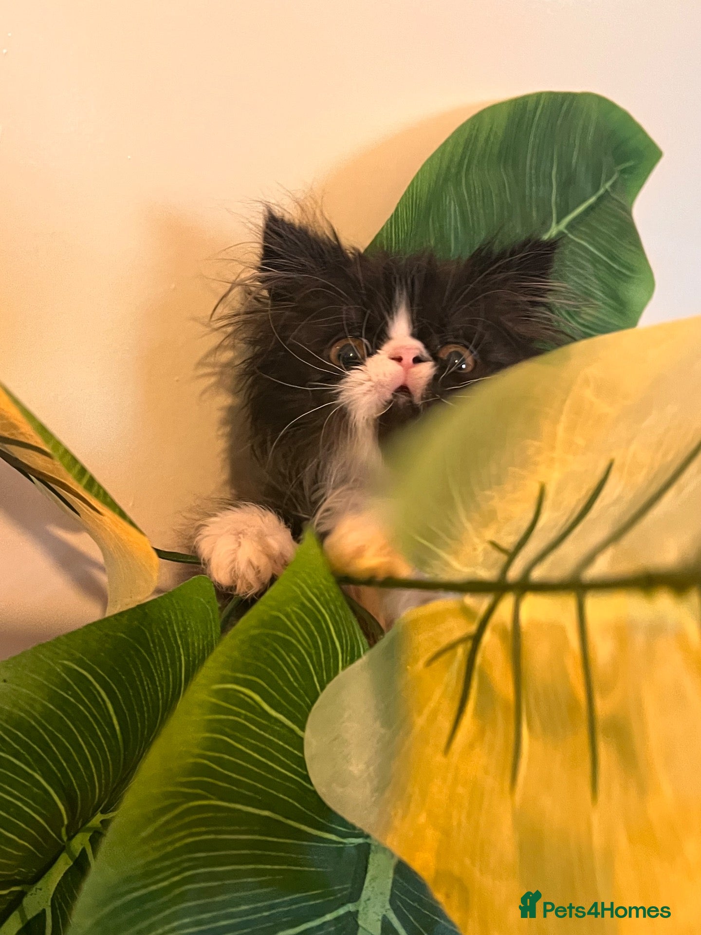 Persian cats pretty female Persian kitten looking for a home - Advert 21