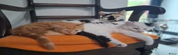 Mixed Breed cats for sale: 2 Fluffy kittens, preferably to be homed together  in Boncath - Advert 1