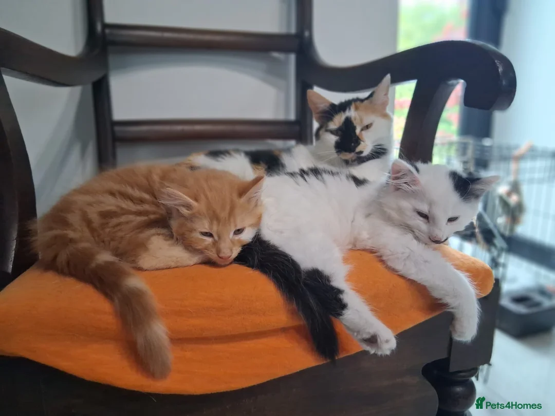 Mixed Breed cats for sale: 2 Fluffy kittens, preferably to be homed together  in Boncath - Advert 1