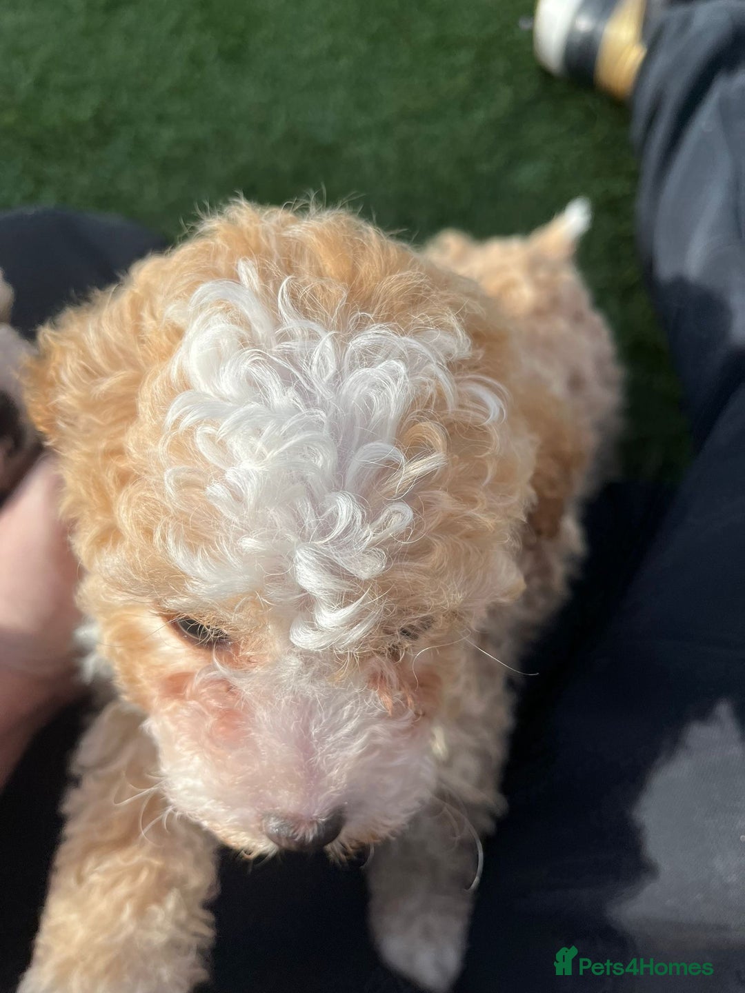 Cavapoo dogs for sale: Beautiful cavapoo puppies  - Image 24