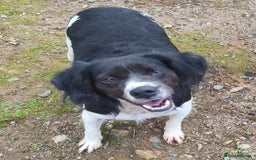 Brittany Spaniel dogs for adoption: Adorable, affectionate Clara-Camberley, Surrey  - Image 2