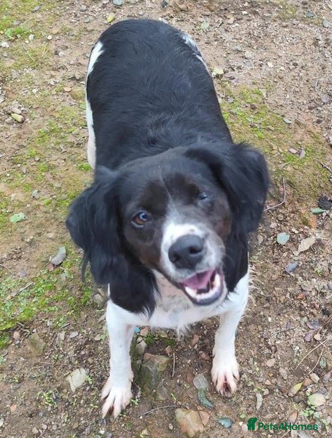 Brittany Spaniel dogs for adoption: Adorable, affectionate Clara-Camberley, Surrey  - Image 2