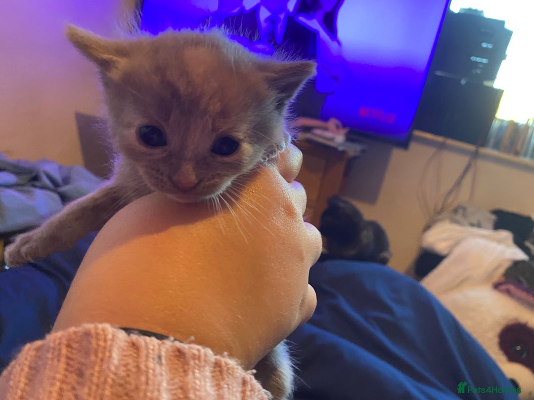 American Shorthair cats for sale: 6 kittens  - Image 17