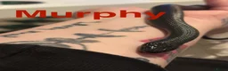 Snake reptiles for sale: Royal pythons, corns & Mexican king black snakes  - Advert 7