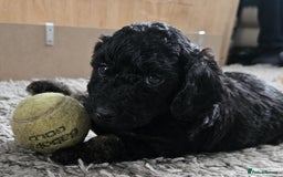 Cockapoo dogs for sale: Cockapoo in Durham - Image 2
