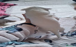 Mixed Breed dogs for sale: Staffy-lurcher Cross Border Collie  - Image 10