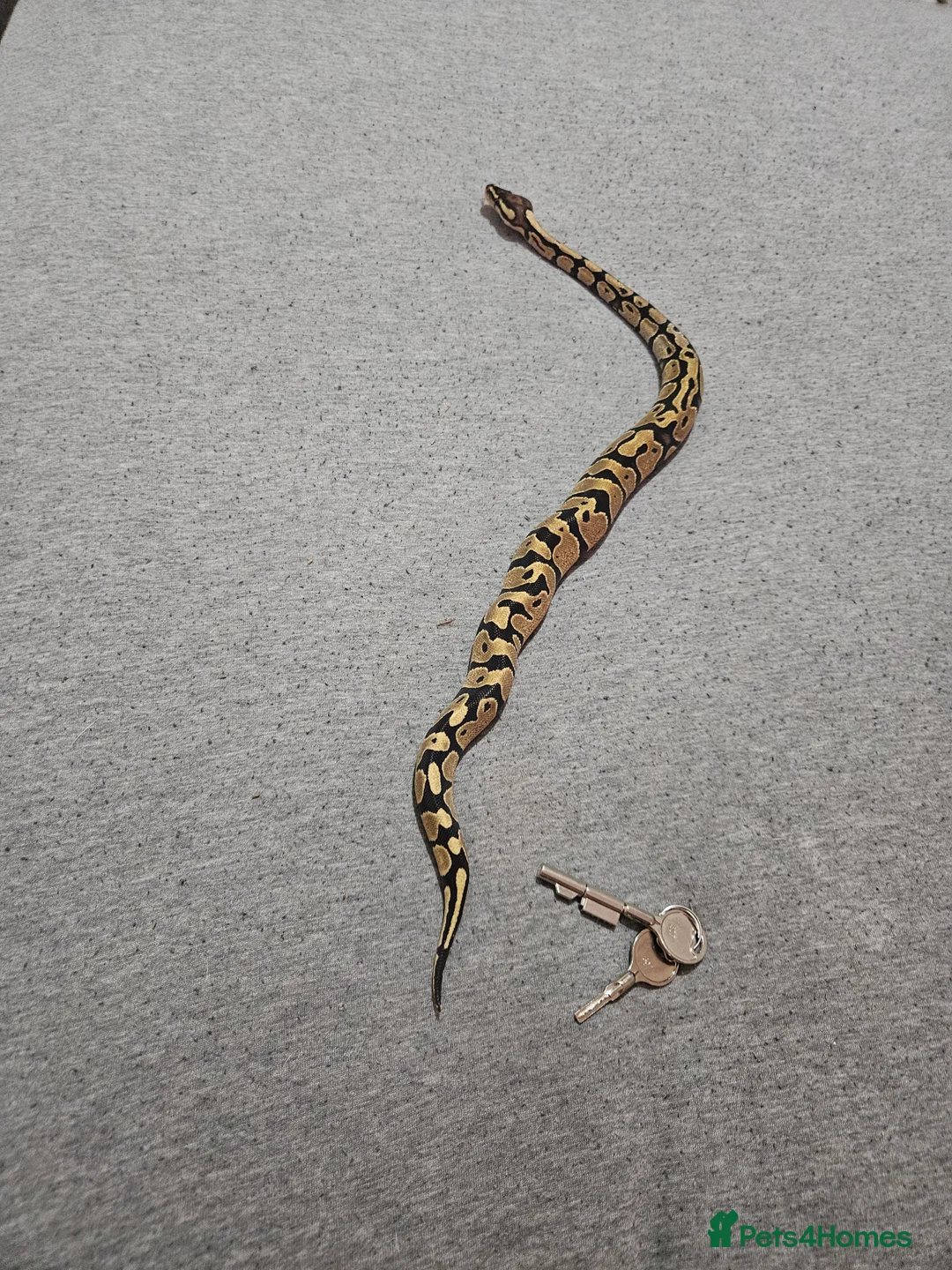 Python Snake reptiles for sale: Fire het desert ghost royal python with full setup - Advert 3