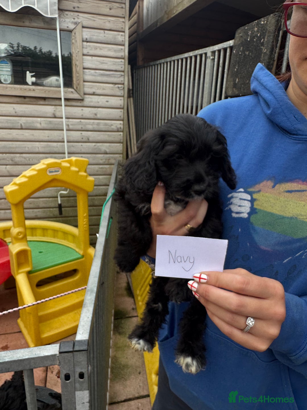 Cockapoo dogs for sale: F1 Puppies for Sale - Image 9