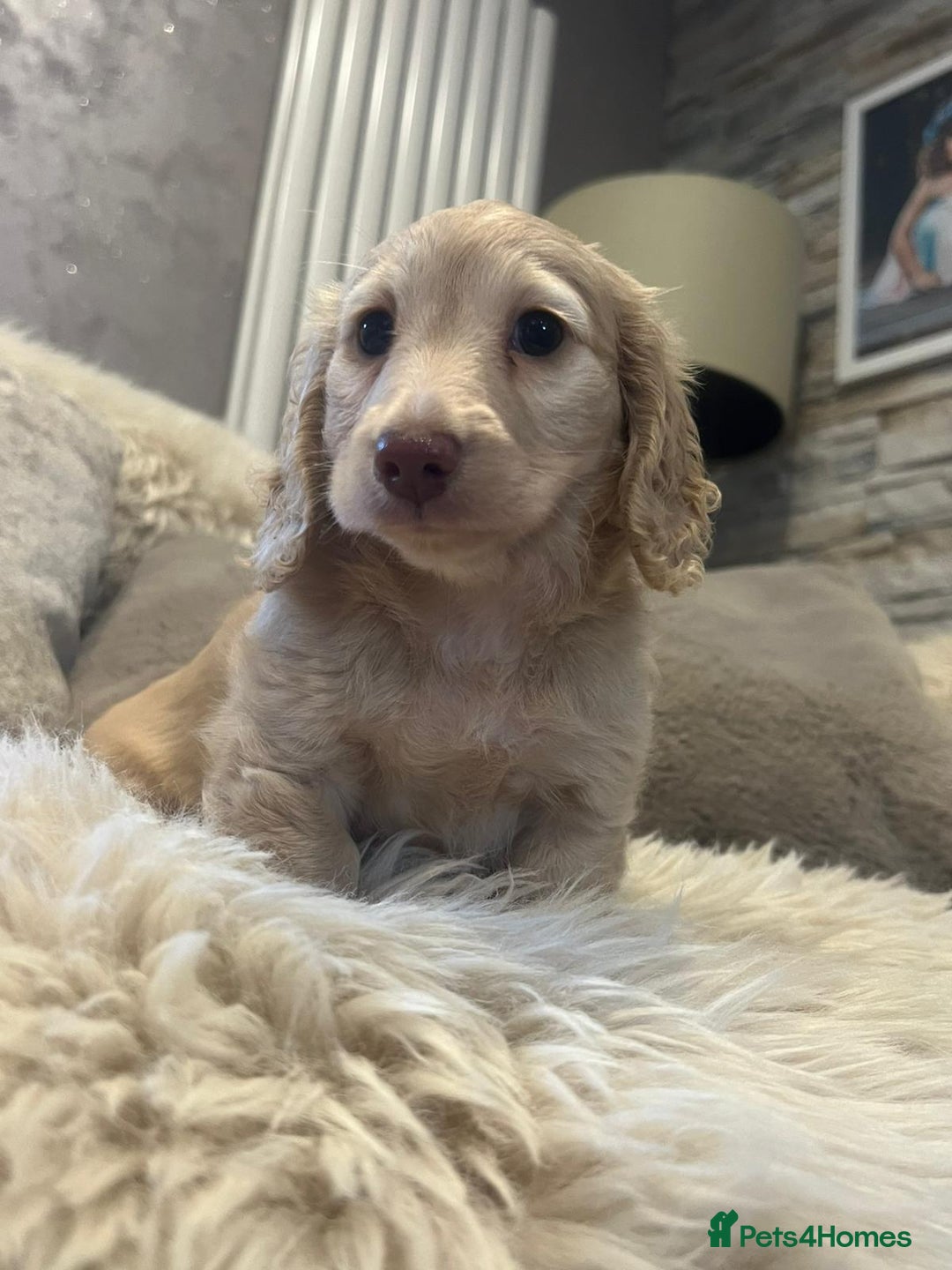 Miniature Dachshund dogs for sale: Longhairedd miniature dachshunds  - Image 16