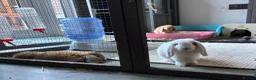 Mini Lop rabbits for sale: These indoor bunnies now reserved - Advert 5