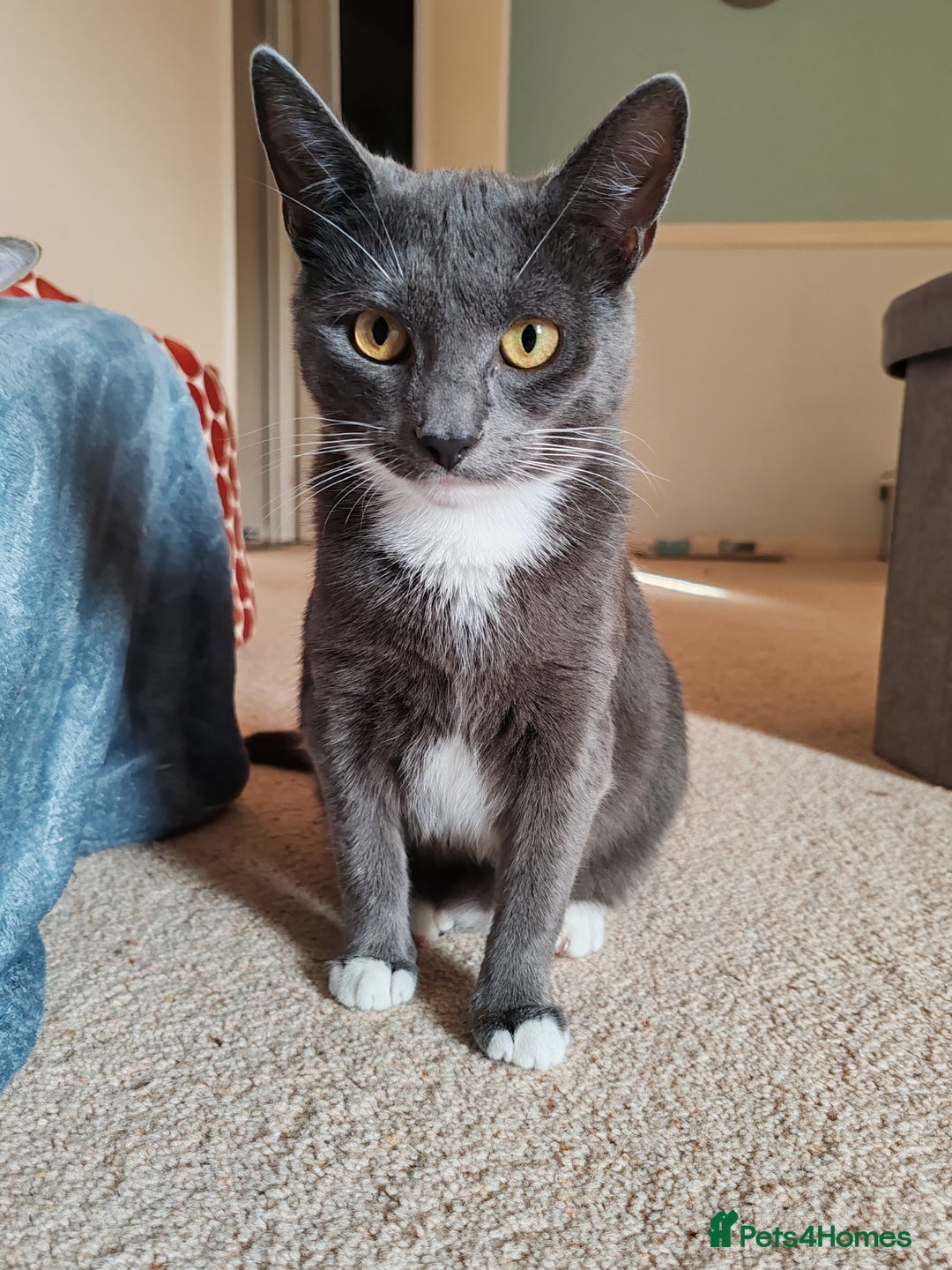 Mixed Breed cats for sale: Grey tuxedo 1 year old female kitten for sale - Advert 4