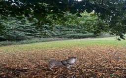 Frug dogs for sale: Male frug looking for new home  - Advert 1