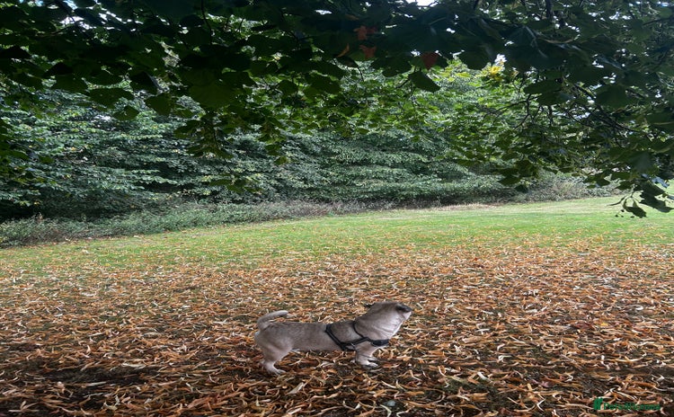 Frug dogs Male frug looking for new home  - Advert 2