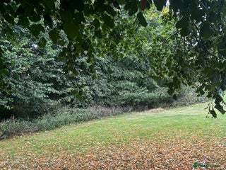 Frug dogs for sale: Male frug looking for new home - Advert 1