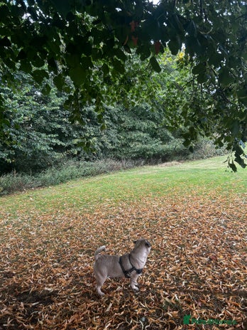 Frug dogs Male frug looking for new home - Advert 1