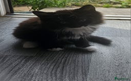 British Longhair cats for sale: Part ragdoll kittens - Image 2