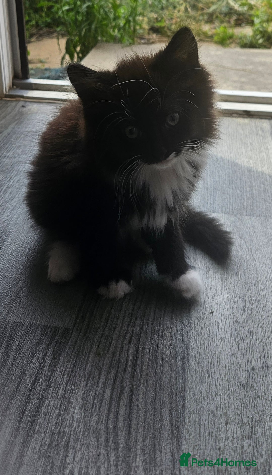 British Longhair cats for sale: Part ragdoll kittens - Image 2