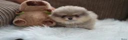 Pomeranian dogs for sale: Four small cute pups  - Advert 9