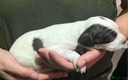Sprocker dogs for sale: Sprocker Puppies - Image 3