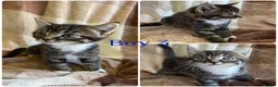 Mixed Breed cats for sale: Gorgeous kittens for sale  - Advert 1