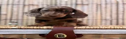 Miniature Dachshund dogs for sale: Long haired miniature dachshund  - Advert 13